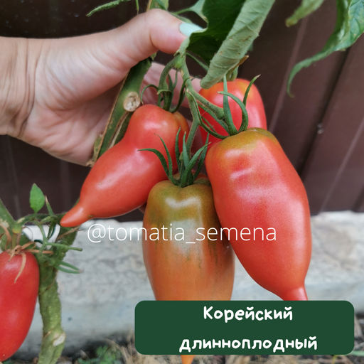 Корейский длинноплодный - Tomatia фото 2