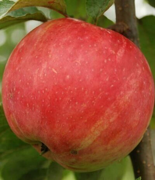 Яблоня Услада (саженец с этикеткой) 1шт