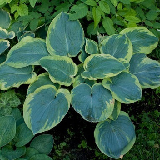 Хоста Maple Leaf (Зибольда) - Голландские луковицы фото 5