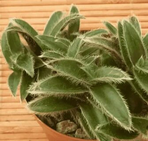 Сомалийский цианотис (черенок 5-7 узлов)