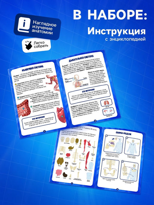Набор для опытов по анатомии Строение тела, светится в темноте, с мягкими органами - Эврики фото 3