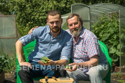 Огурец партенокарпический Эстет - Партнер фото 4