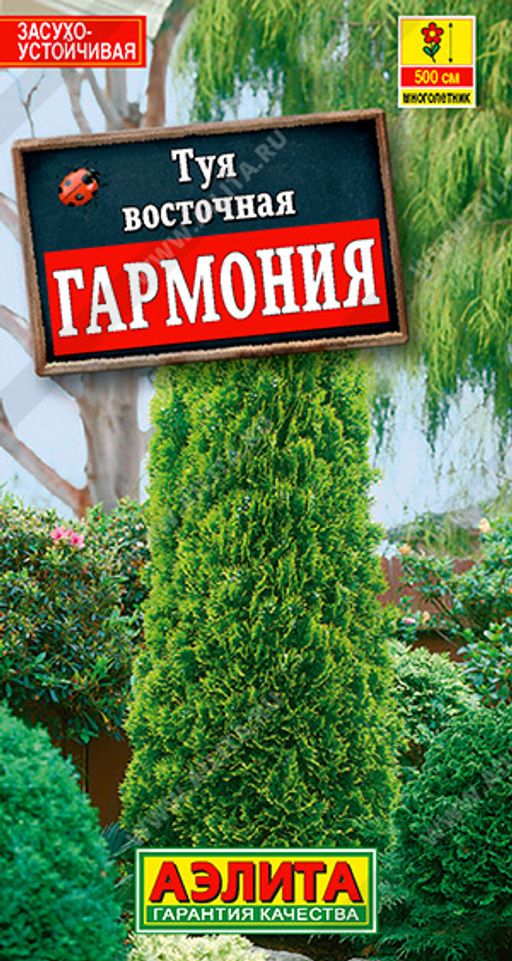 Туя восточная Гармония (2028)
