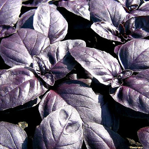 5127D Базилик овощной Пурпурные звезды 0,5гр