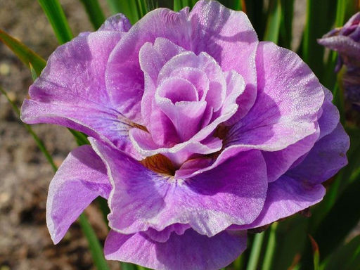 Ирис Pink Parfait (Пинк Парфайт) - Долина роз фото 5