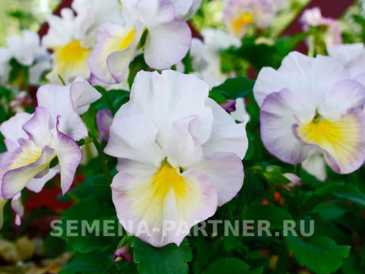 Виола бахромчатая Танго-Манго Болеро - Партнер фото 8