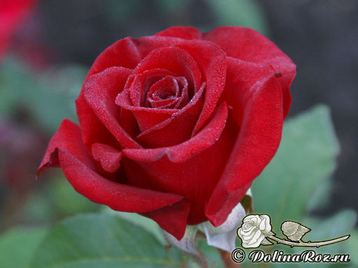 Роза Черная Магия - Долина роз фото 5