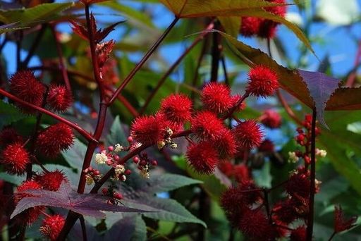 КЛЕЩЕВИНА - Уральский дачник фото 3