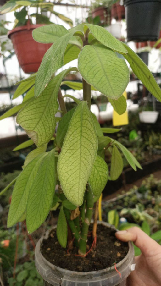 Синадениум Гранта (горшок D10) - 1000корней фото 3