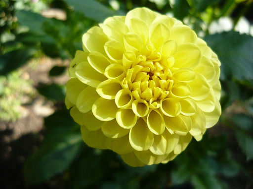 ГЕОРГИНА Голден Тач Разбор I Кол-во упак., шт 1