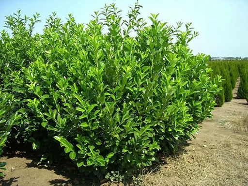 Лавровишня обыкновенная кавказская - Долина роз фото 5