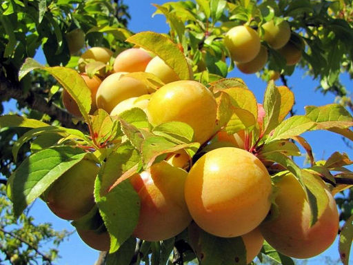 Слива Белая медовая