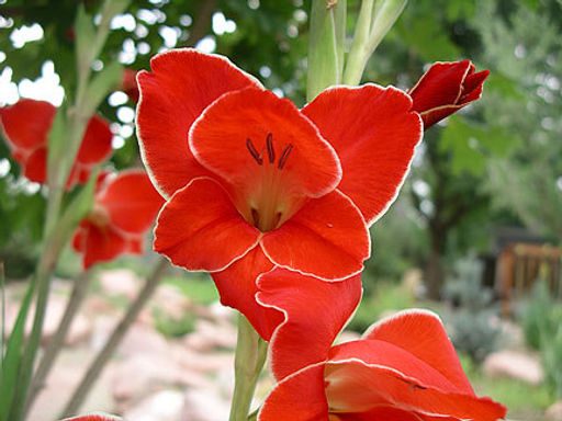 Гладиолус нанус Atom (Атом) 5шт - Долина роз фото 2