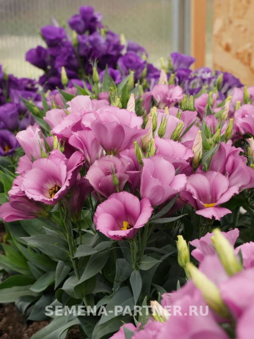 Эустома карликовая лиловая Мисс Шарли - Партнер фото 6