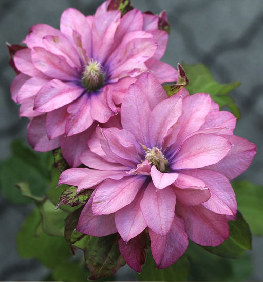 КЛЕМАТИС Пинк Пэшн Разбор I Кол-во упак., шт 1