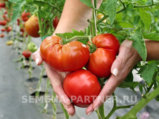 Томат Тасманский Шоколад - Партнер фото 5