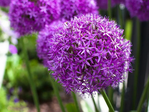 Allium Giganteum (Лук декоративный Гигантеум) - Долина роз фото 3