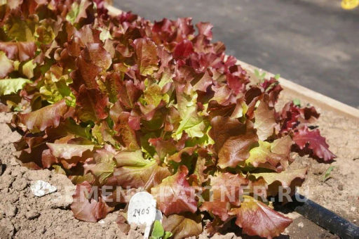 Салат листовой Роселла - Партнер фото 6