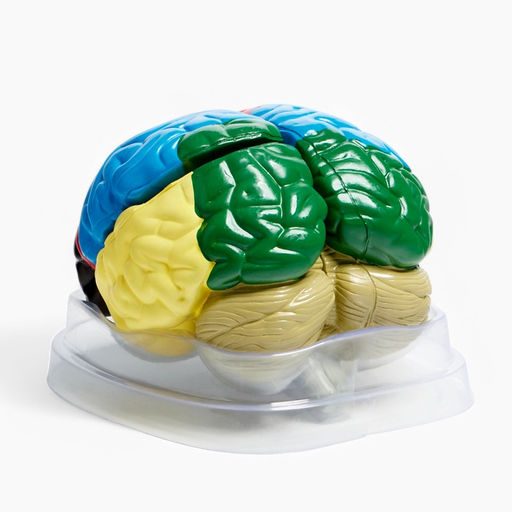 Анатомическая модель «Макет мозга человека», 16×15 см