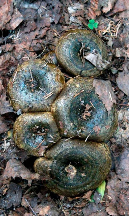 Грибы ГРУЗДЬ ЧЁРНЫЙ