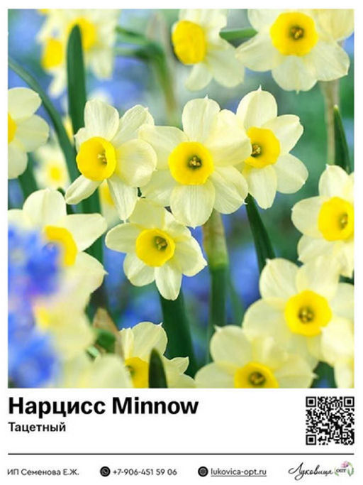 Нарцисс Minnow (Тацетный / Букетный)