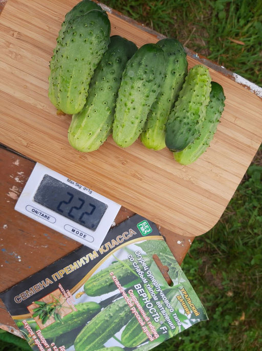 Огурец ВЕРНОСТЬ F1 Суперпучковый тип! Гибрид с букетными веточками! - Уральский дачник фото 6