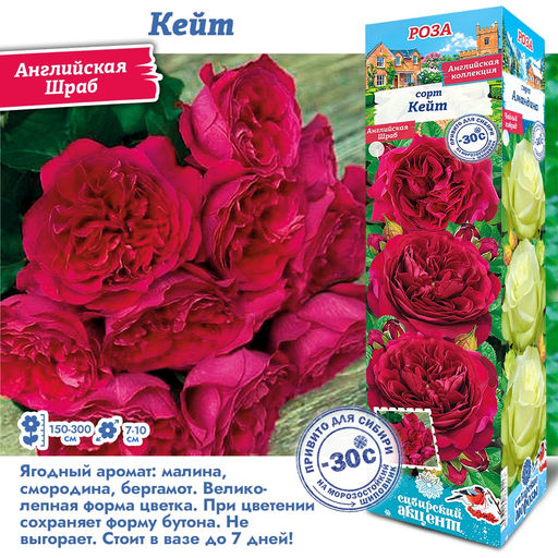 Роза Кейт (Английская) 1шт