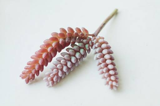 064 Суккулент 4 - Без тм фото 2