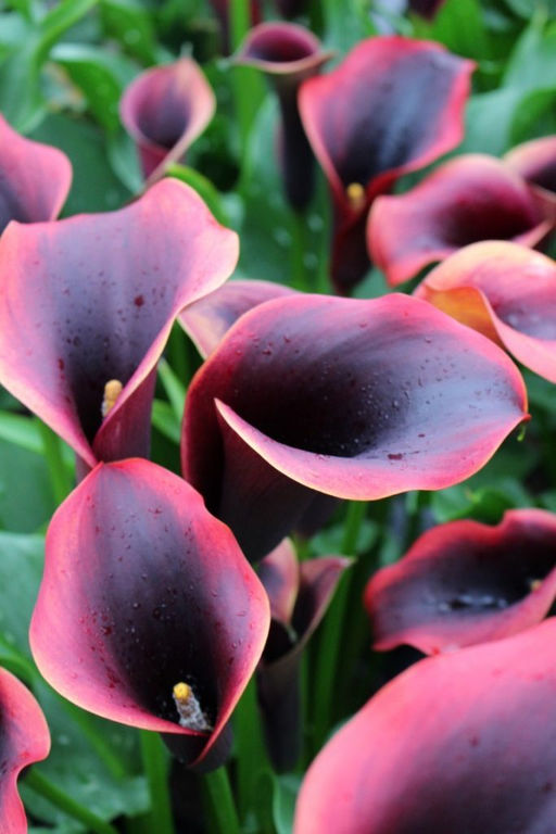 Калла Dubai Nights - Голландские луковицы фото 2