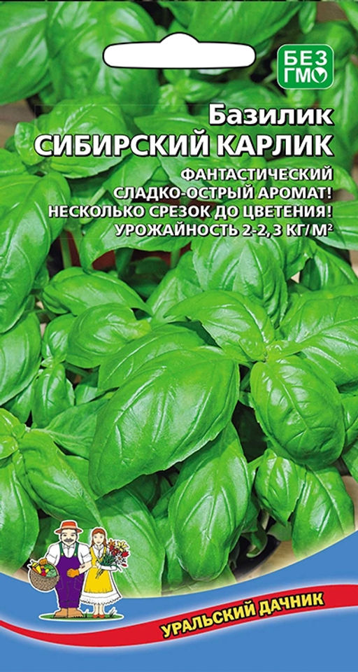 Базилик СИБИРСКИЙ КАРЛИК Фантастический сладко-острый аромат! Несколько срезок за сезон! Урожайность 2 кг/кв.м!