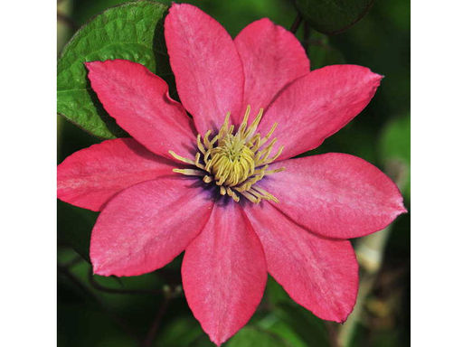 Клематис Little Mermaid (Литтл Мермэйд) - Долина роз фото 2