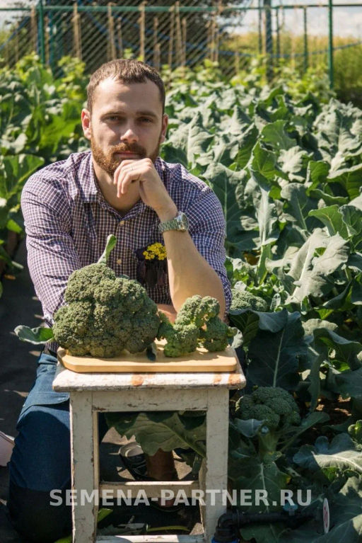 Капуста брокколи Грин Мэджик - Партнер фото 2