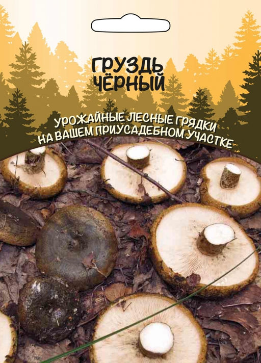 Грибы ГРУЗДЬ ЧЁРНЫЙ