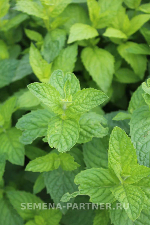 Мята Ментол - Партнер фото 3