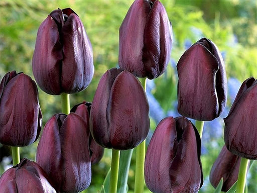 Тюльпан Cafe Noir (Кафе Нуар) - Долина роз фото 2