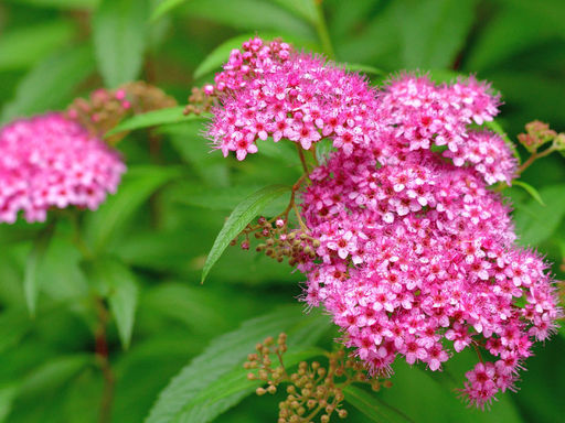 Спирея японская Макрофила - Долина роз фото 3