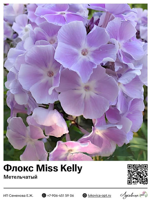 Флокс Miss Kelly (Метельчатый)