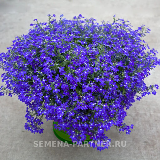 Лобелия ампельная Регатта Марине Блю - Партнер фото 3