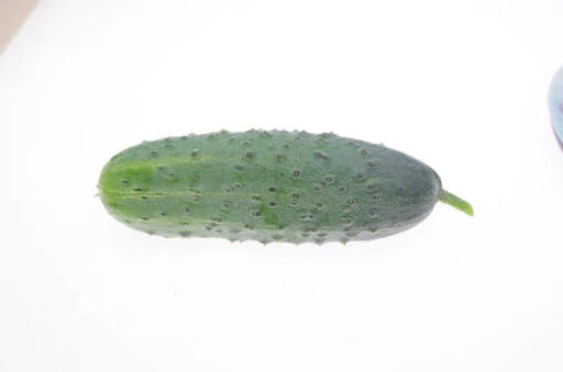 Огурец пчелоопыляемый Аякс - Партнер фото 2