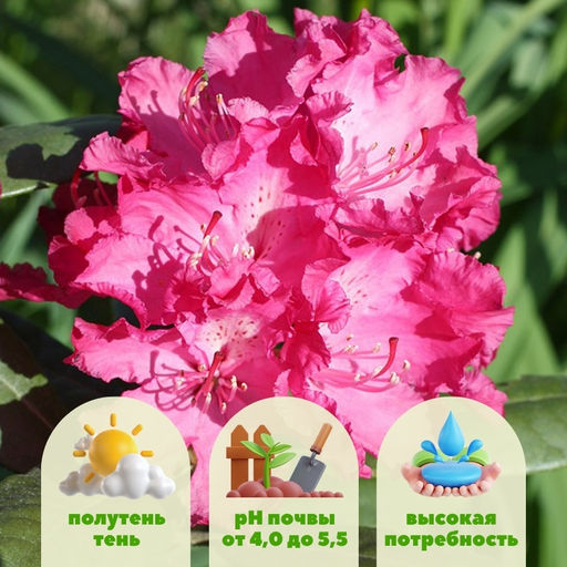 Рододендрон Хеллики - Долина роз фото 2