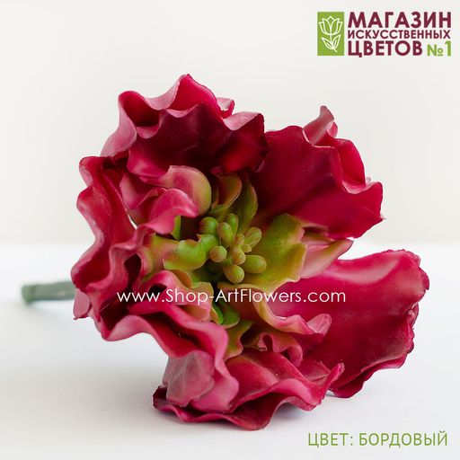 067 Суккулент 7 - Без тм фото 6