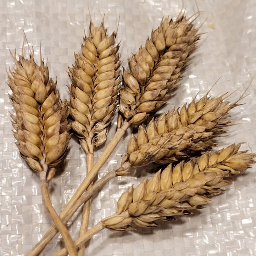 Карликовая Плотноколосая Пшеница - Triticum Compactum - Дом помидоров фото 4