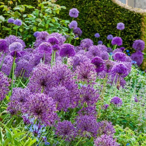 Лук декоративный Перпл Рейн 5шт