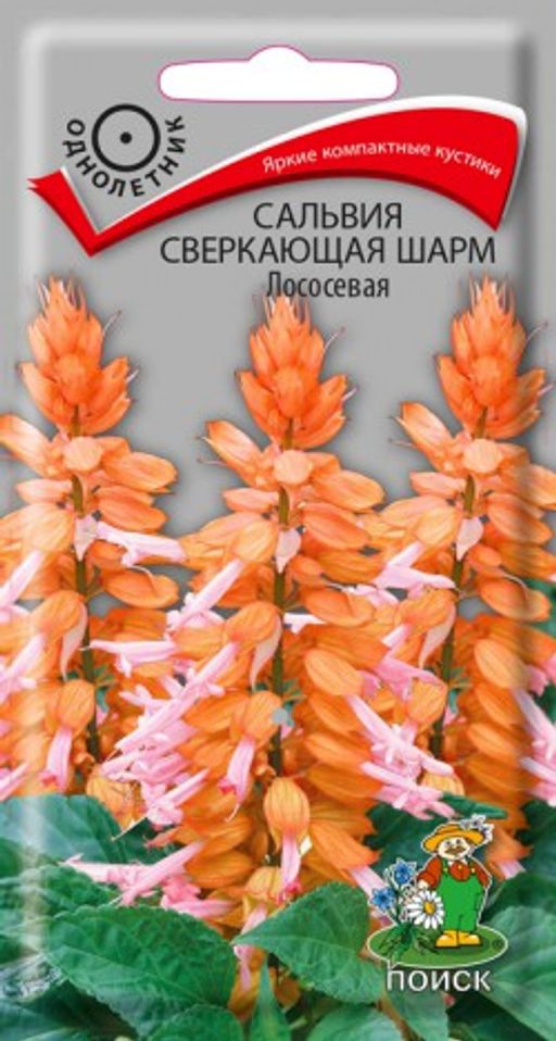 Сальвия сверкающая Шарм Лососевая (ЦВ) ("1) 0,1гр