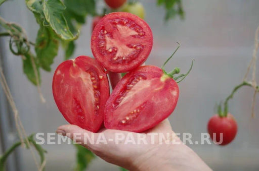 Томат Фукс - Партнер фото 4