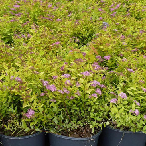 Спирея японская Голд маунд 1 год ЗКС тара 0,5л высота 5-15см. - Наша дача фото 3