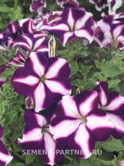 Петуния Итальянка Селеста многоцветковая каскадная бело-голубая - Партнер фото 4