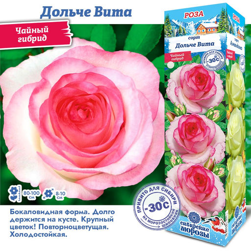 Роза Дольче Вита (Чайно-гибридная) 1шт
