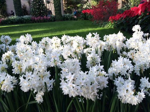 Нарцисс Ziva (Зива) - Долина роз фото 2