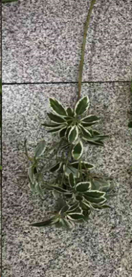 Зелень искусственная 75 см / CW-01 /уп 12/72/360/ветка